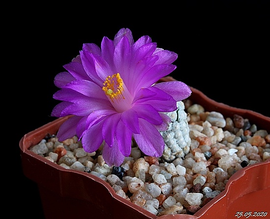 Нажмите на изображение для увеличения.

Название:	Mammillaria theresae.JPG
Просмотров:	413
Размер:	134.8 Кб
ID:	472328