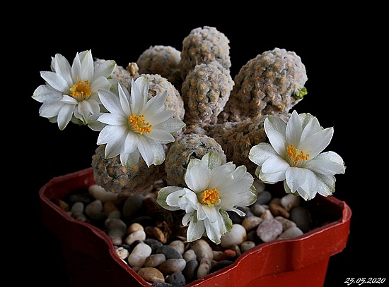 Нажмите на изображение для увеличения.

Название:	Mammillaria theresae f.albiflora.JPG
Просмотров:	426
Размер:	131.1 Кб
ID:	472327