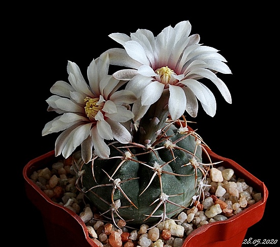 Нажмите на изображение для увеличения.

Название:	Gymnocalycium intertextum.JPG
Просмотров:	439
Размер:	171.6 Кб
ID:	472339