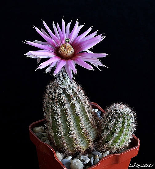 Нажмите на изображение для увеличения.

Название:	Echinocereus melanocentrus.JPG
Просмотров:	416
Размер:	198.9 Кб
ID:	472340