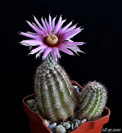 Нажмите на изображение для увеличения.

Название:	Echinocereus melanocentrus.JPG
Просмотров:	379
Размер:	198.9 Кб
ID:	472340