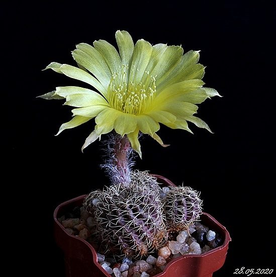 Нажмите на изображение для увеличения.

Название:	Lobivia arachnacantha v. sulphurea.JPG
Просмотров:	439
Размер:	169.9 Кб
ID:	472342