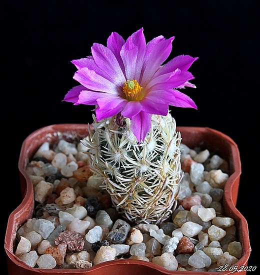Нажмите на изображение для увеличения.

Название:	Escobaria minima SB423.JPG
Просмотров:	408
Размер:	211.9 Кб
ID:	472350