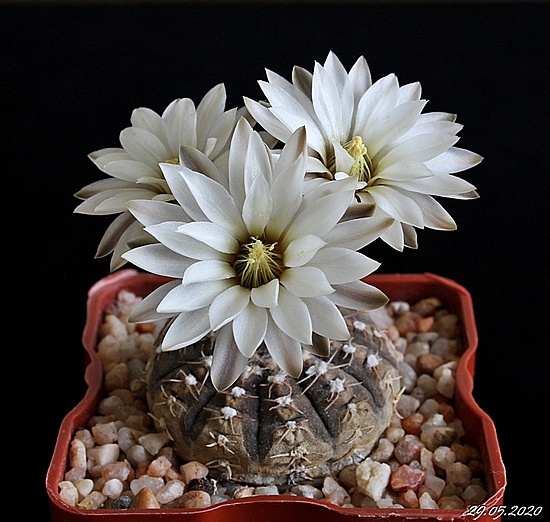 Нажмите на изображение для увеличения.

Название:	Gymnocalycium ragonesii.JPG
Просмотров:	500
Размер:	189.5 Кб
ID:	472454