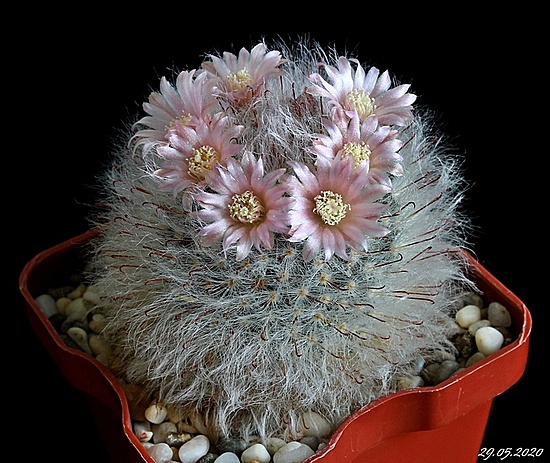 Нажмите на изображение для увеличения.

Название:	Mammillaria bocasana v.roseiflora .JPG
Просмотров:	490
Размер:	216.8 Кб
ID:	472455