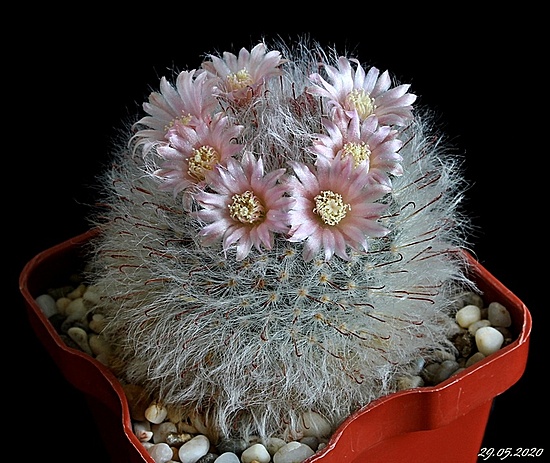 Нажмите на изображение для увеличения.

Название:	Mammillaria bocasana v.roseiflora .JPG
Просмотров:	467
Размер:	216.8 Кб
ID:	472455