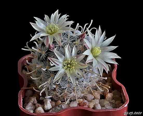 Нажмите на изображение для увеличения.

Название:	Mammillaria duwei.JPG
Просмотров:	524
Размер:	173.8 Кб
ID:	472456