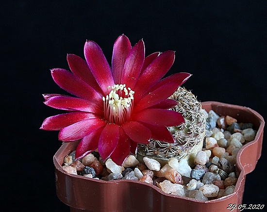 Нажмите на изображение для увеличения.

Название:	Sulcorebutia markusii ssp.tintiniensis HS 57.JPG
Просмотров:	513
Размер:	175.0 Кб
ID:	472461
