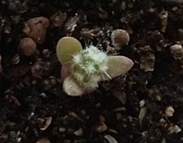 Нажмите на изображение для увеличения.

Название:	Seedling.jpg
Просмотров:	633
Размер:	131.4 Кб
ID:	472658