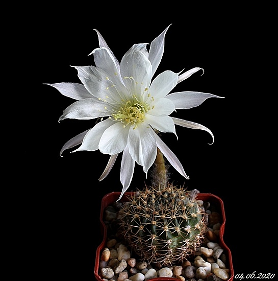 Нажмите на изображение для увеличения.

Название:	Echinopsis ancistrophora VG635.JPG
Просмотров:	582
Размер:	125.6 Кб
ID:	472885