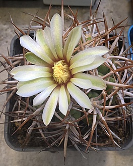 Нажмите на изображение для увеличения.

Название:	gymnocalicium ferocior.jpg
Просмотров:	617
Размер:	196.7 Кб
ID:	472916