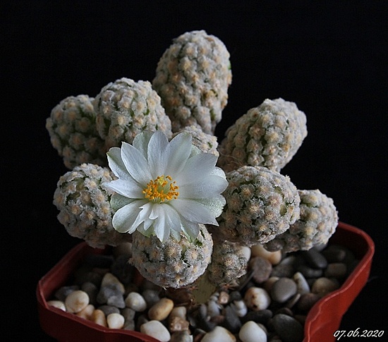 Нажмите на изображение для увеличения.

Название:	Mammillaria theresae f.albiflora.JPG
Просмотров:	535
Размер:	170.8 Кб
ID:	472932