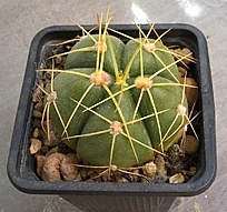 Нажмите на изображение для увеличения.

Название:	gymnocalicium.jpg
Просмотров:	363
Размер:	274.0 Кб
ID:	473334