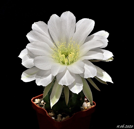 Нажмите на изображение для увеличения.

Название:	Pseudolobivia orozosana x Echinopsis subdenudata .JPG
Просмотров:	568
Размер:	128.2 Кб
ID:	473524