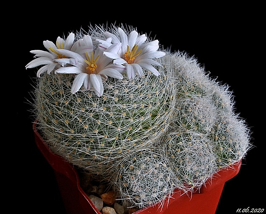 Нажмите на изображение для увеличения.

Название:	Mammillaria lenta.JPG
Просмотров:	554
Размер:	217.6 Кб
ID:	473521