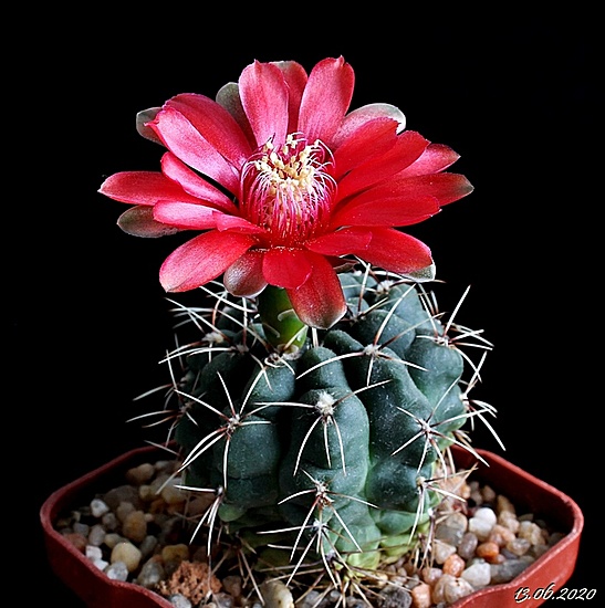 Нажмите на изображение для увеличения.

Название:	Gymnocalycium baldianum.JPG
Просмотров:	550
Размер:	188.2 Кб
ID:	473522