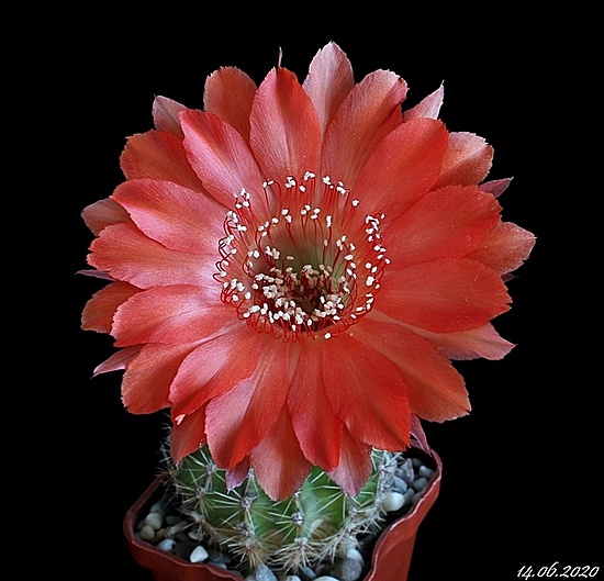Нажмите на изображение для увеличения.

Название:	Echinopsis Tuffet x Madame Pele.. (2).JPG
Просмотров:	555
Размер:	154.4 Кб
ID:	473523