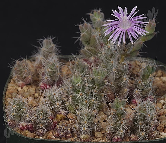 Нажмите на изображение для увеличения.

Название:	TRD sp2 seedlings.jpg
Просмотров:	549
Размер:	154.6 Кб
ID:	473851