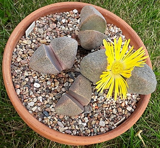 Нажмите на изображение для увеличения.

Название:	pleiospilos bolusii.jpg
Просмотров:	493
Размер:	389.3 Кб
ID:	474594