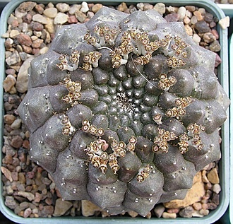 Нажмите на изображение для увеличения.

Название:	E. gymnocalicioides.JPG
Просмотров:	508
Размер:	189.4 Кб
ID:	474596