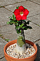 Нажмите на изображение для увеличения.

Название:	Adenium Floralux.jpg
Просмотров:	953
Размер:	291.5 Кб
ID:	474875