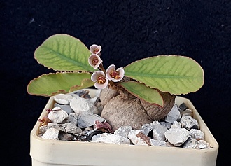 Нажмите на изображение для увеличения.

Название:	E. primulifolia var. begardtii.jpg
Просмотров:	570
Размер:	160.4 Кб
ID:	475020