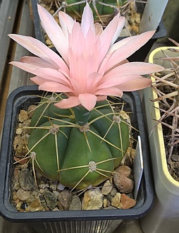 Нажмите на изображение для увеличения.

Название:	gymnocalycium buenekeri.jpg
Просмотров:	647
Размер:	201.2 Кб
ID:	475072