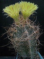 Нажмите на изображение для увеличения.

Название:	Astrophytum capricorne v. crassispinum 004.jpg
Просмотров:	680
Размер:	247.0 Кб
ID:	475107