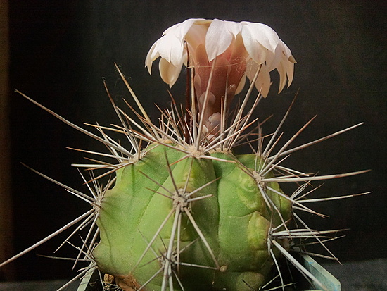 Нажмите на изображение для увеличения.

Название:	Gymnocalycium paediophillum 4.002.jpg
Просмотров:	357
Размер:	193.8 Кб
ID:	497944