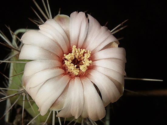 Нажмите на изображение для увеличения.

Название:	Gymnocalycium paediophillum 4.003.jpg
Просмотров:	333
Размер:	132.2 Кб
ID:	497945