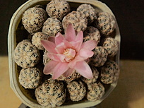 Нажмите на изображение для увеличения.

Название:	Gymnocalycium bruchii v.albispinum 004.jpg
Просмотров:	944
Размер:	191.7 Кб
ID:	475670