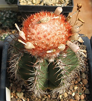 Нажмите на изображение для увеличения.

Название:	melocactus_ matanzanus_mini_forma_Piltz.JPG
Просмотров:	781
Размер:	275.6 Кб
ID:	475945