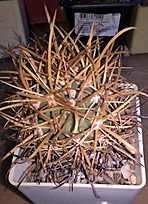 Нажмите на изображение для увеличения.

Название:	ferocactus chrisacanthus.jpg
Просмотров:	786
Размер:	214.5 Кб
ID:	475954