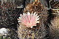 Нажмите на изображение для увеличения.

Название:	Pyrrhocactus eriocyoides.jpg
Просмотров:	1097
Размер:	168.8 Кб
ID:	475980