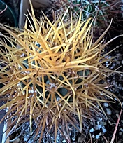 Нажмите на изображение для увеличения.

Название:	ferocactus chrisacanthus.jpg
Просмотров:	597
Размер:	264.5 Кб
ID:	476110