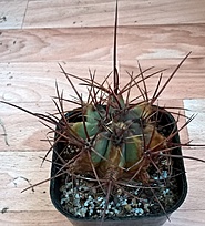 Нажмите на изображение для увеличения.

Название:	ferocactus rectispinus.jpg
Просмотров:	571
Размер:	253.9 Кб
ID:	476111