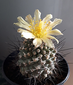 Нажмите на изображение для увеличения.   Название:	Copiapoa humilis 2020.jpg  Просмотров:	0  Размер:	220.9 Кб  ID:	476201