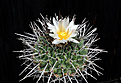 Нажмите на изображение для увеличения.

Название:	Thelocactus nidulans.jpg
Просмотров:	685
Размер:	122.1 Кб
ID:	476292