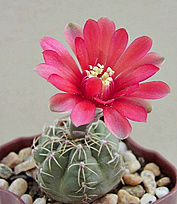 Нажмите на изображение для увеличения.  Название:	Gymnocalycium baldianum — копия (2).jpg Просмотров:	164 Размер:	175.5 Кб ID:	476547