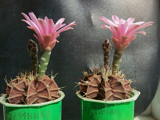 Нажмите на изображение для увеличения.  Название:	Gymnocalycium friedrichii 3&amp;4.002.jpg Просмотров:	0 Размер:	206.7 Кб ID:	493082