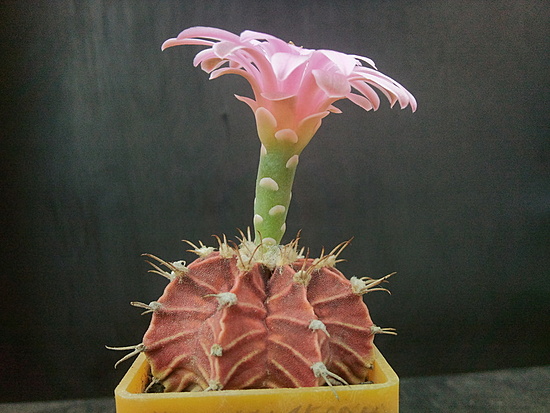 Нажмите на изображение для увеличения.  Название:	Gymnocalycium friedrichii 3.002.jpg Просмотров:	0 Размер:	180.9 Кб ID:	493083