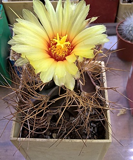 Нажмите на изображение для увеличения.

Название:	Astrophytum senile v aureum.jpg
Просмотров:	783
Размер:	228.4 Кб
ID:	476445