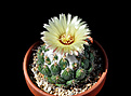 Нажмите на изображение для увеличения.

Название:	Coryphantha calipensis fr..jpg
Просмотров:	660
Размер:	163.2 Кб
ID:	476643