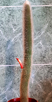 Нажмите на изображение для увеличения.

Название:	Cleistocactus wendlandiorum 2020 - копия.jpg
Просмотров:	574
Размер:	196.6 Кб
ID:	476676