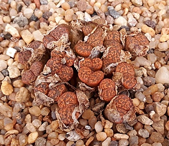 Нажмите на изображение для увеличения.

Название:	C.pellucidum ssp.cupreatum.jpg
Просмотров:	929
Размер:	303.7 Кб
ID:	476847