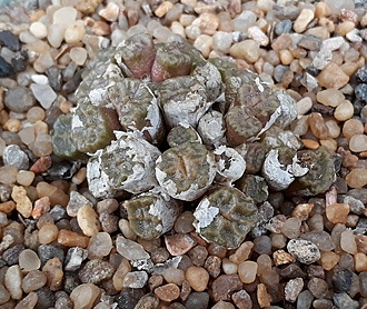 Нажмите на изображение для увеличения.

Название:	C.angelica tetragonum GM183.jpg
Просмотров:	924
Размер:	306.2 Кб
ID:	476848