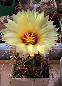 Нажмите на изображение для увеличения.

Название:	Astrophytum senile v aureum.jpg
Просмотров:	996
Размер:	187.9 Кб
ID:	477412