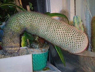 Нажмите на изображение для увеличения.

Название:	Mammillaria rhodantha 003.jpg
Просмотров:	616
Размер:	256.7 Кб
ID:	500874