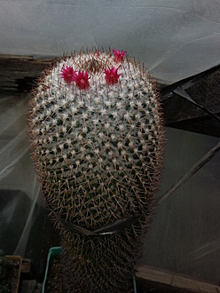Нажмите на изображение для увеличения.

Название:	Mammillaria rhodantha 004.jpg
Просмотров:	624
Размер:	194.5 Кб
ID:	500873