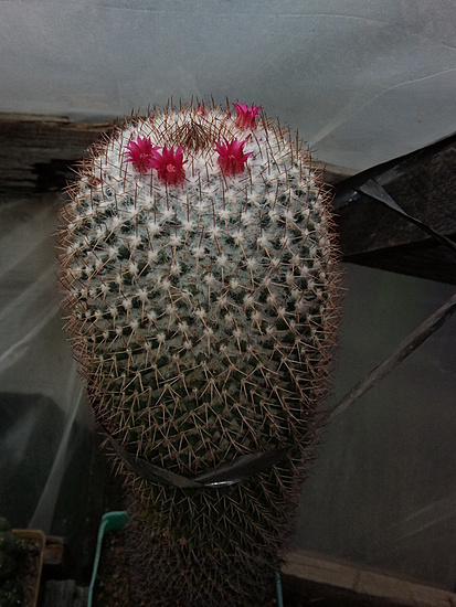 Нажмите на изображение для увеличения.

Название:	Mammillaria rhodantha 004.jpg
Просмотров:	511
Размер:	194.5 Кб
ID:	501944